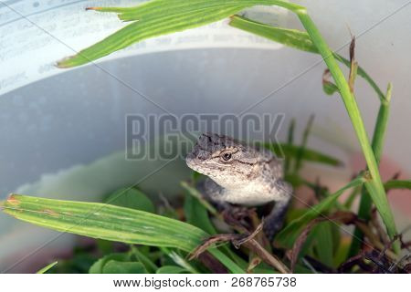A Close Up Of The Face Of A Small Lizard