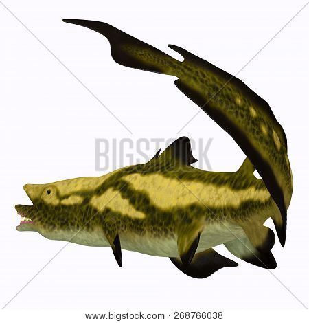 Edestus Shark Tail 3d Illustration - Edestus Was An Early Shark That Lived During The Carboniferous 
