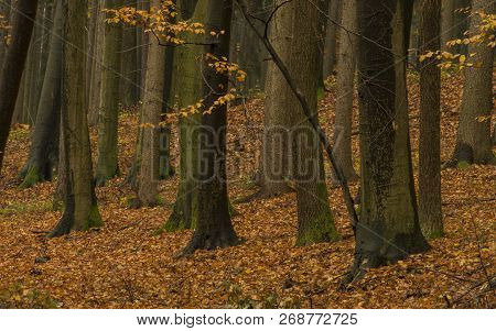 Dark Color Autumn Forest With Leaf Trees Near Luhacovice Town
