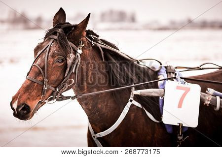 Horse Racing In The Winter On Ice