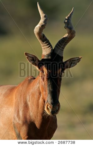แนวตั้งสีแดง Hartebeest