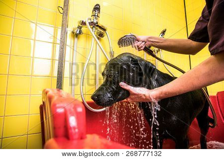 Bathing Of The Black Labrador Retriever Dog. Happiness Dog Taking A Bubble Bath