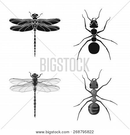 Isolated Object Of Insect And Fly Sign. Set Of Insect And Element Vector Icon For Stock.