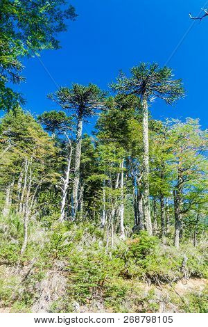 Araucaria Forest In National Park Herquehue, Chile. The Tree Is Called Araucaria Araucana Commonly: 