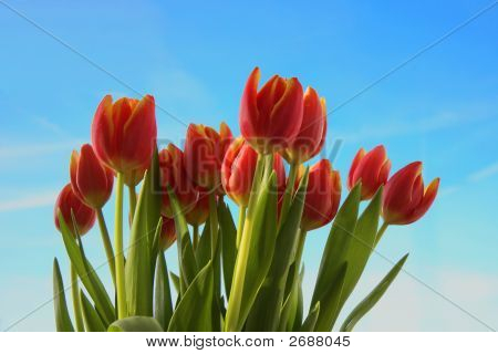 Tulipany
