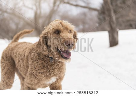 Goldendoodle In The Snow Season Of Winter