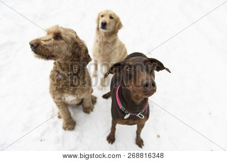 Doberman, Golden Retreiver And Goldendoodle Dog Through Winter Snow Season