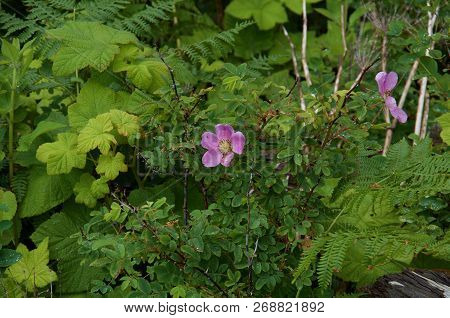 Wild Roses Near The Beach Surrounded By Green Foliage Of Thimble Berries And Ferns, Nuchatlitz Inlet