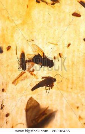flypaper