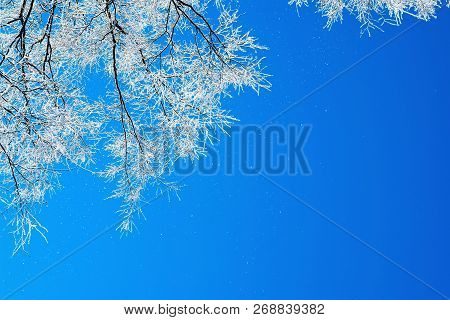 The Frost On The Branches Of The Trees , The View From The Bottom Up.
