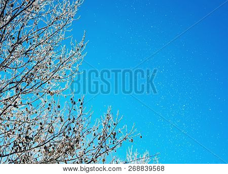 Winter Tree Against Blue Sunny Sky. Winter Nature Background With Free Space For Text.