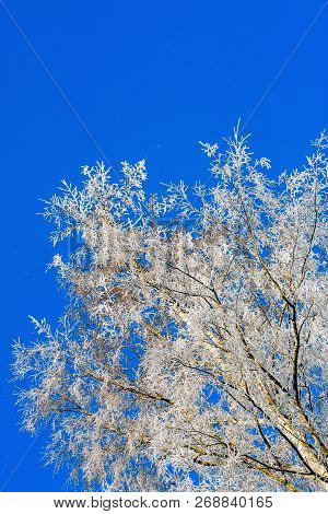 The Frost On The Branches Of The Trees , The View From The Bottom Up.