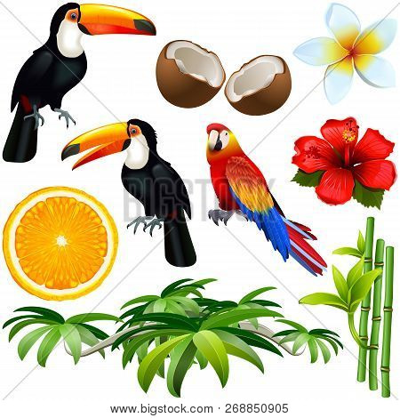 Vector Tropic Icons Isolated On White Background
