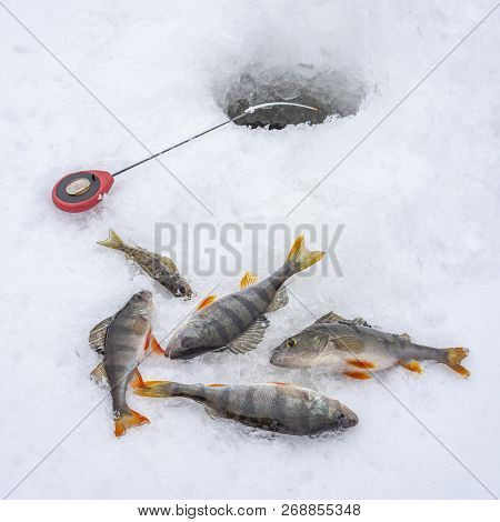 Winter Ice Fishing Concept. Perch Fish And Tackle Lies On Snow.