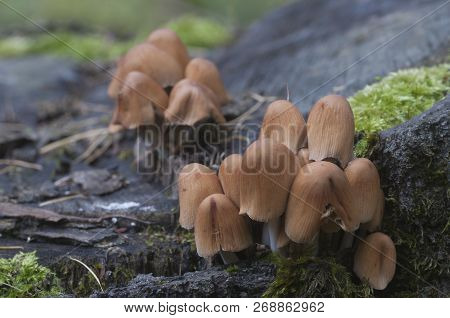 Coprinus Micaceus Mushroom Near The Tree, Close Up