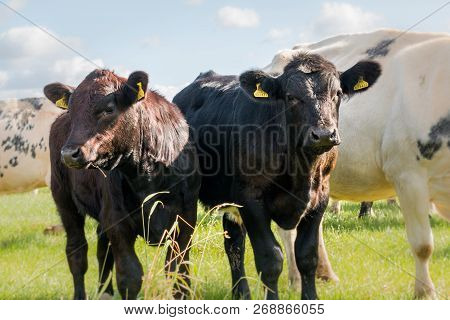 Calfs In A Field