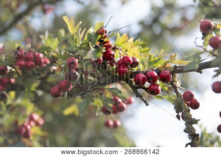 Hawthorn Bush Red Berries