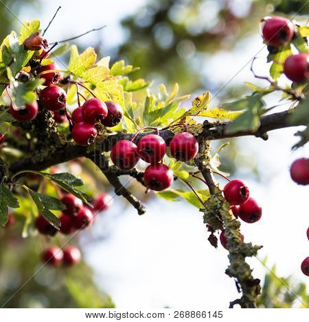 Hawthorn Bush Red Berries