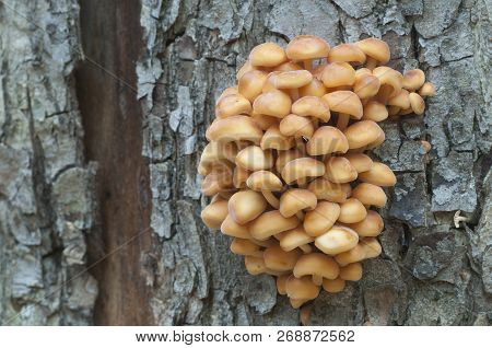 Flammulina Velutipes Mushrooms On An Old Stump