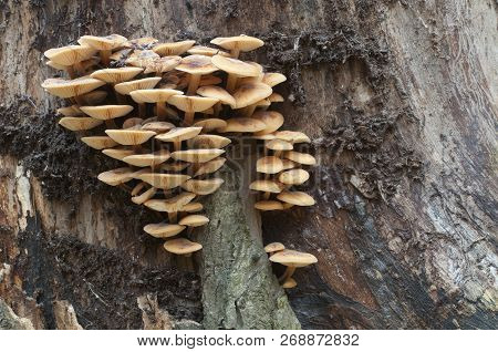 Flammulina Velutipes Mushrooms On An Old Stump