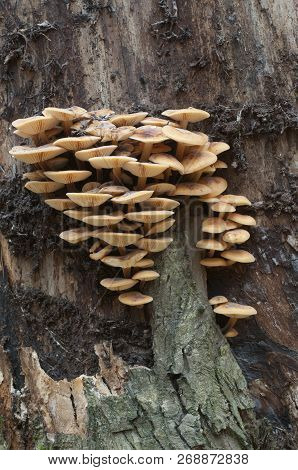 Flammulina Velutipes Mushrooms On An Old Stump