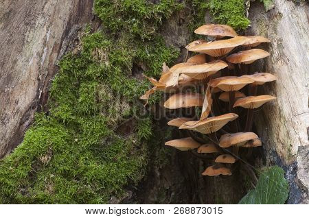 Flammulina Velutipes Mushrooms On An Old Stump