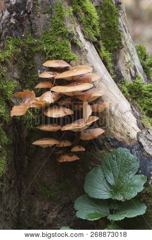 Flammulina Velutipes Mushrooms On An Old Stump