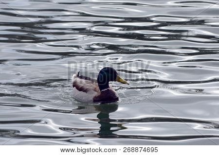 Beautiful Male Wild Duck Swimming In The Lake