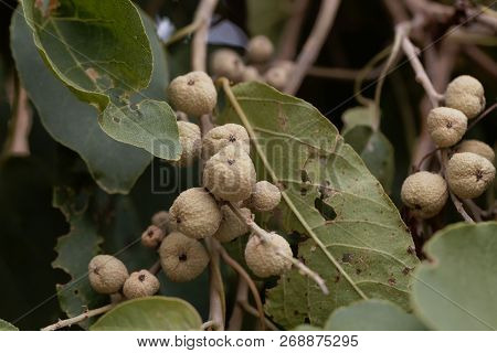 Fruits Of A Broad-leaved Croton Tree (croton Macrostachyus)