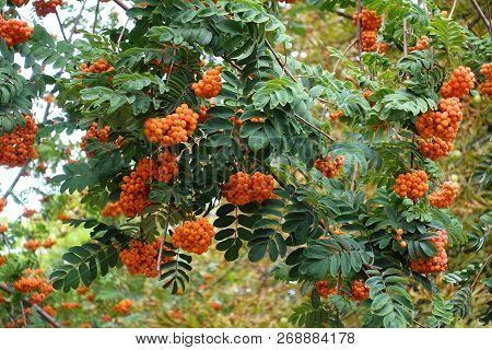 Almost Ripe Berries On Branches Of Rowan