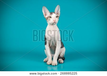 Don Sphinx Cat On Colored Backgrounds