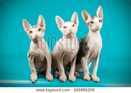 Don Sphinx Cat On Colored Backgrounds