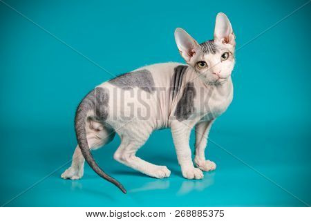 Don Sphinx Cat On Colored Backgrounds