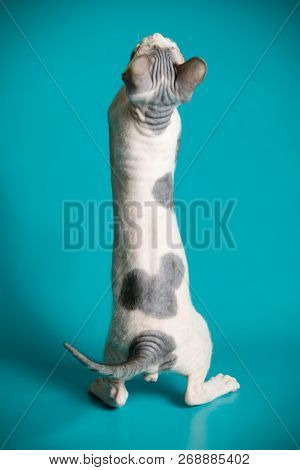 Don Sphinx Cat On Colored Backgrounds