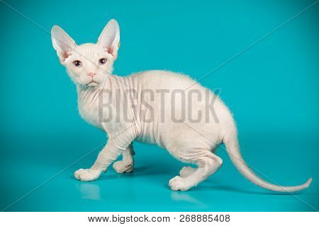 Don Sphinx Cat On Colored Backgrounds