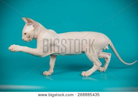 Don Sphinx Cat On Colored Backgrounds