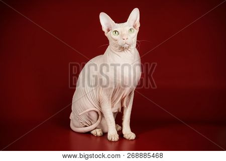 Don Sphinx Cat On Colored Backgrounds
