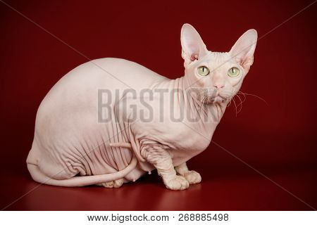 Don Sphinx Cat On Colored Backgrounds