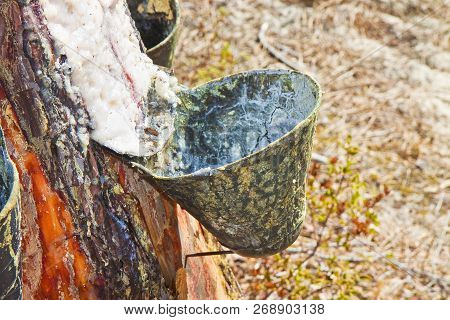 Extraction Of Natural Resin From Pine Tree Trunks - (europe - Portugal).
The Resin Is Used For Vario