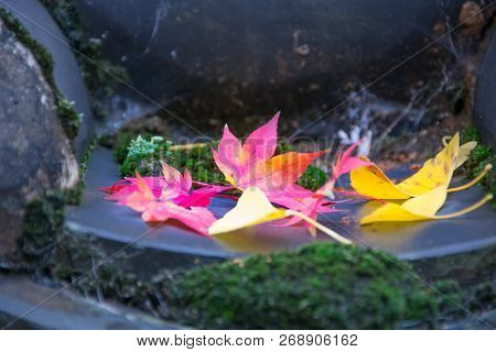 Maple Leaves Falling On A Mossy Loof Tile