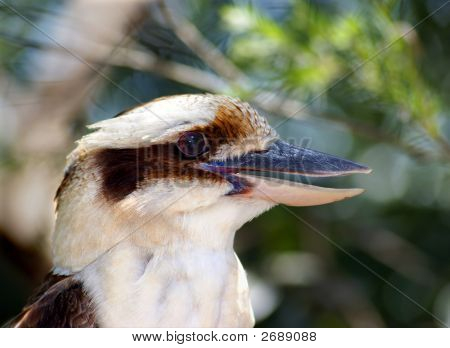 Kookaburra sorridente