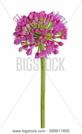 Stem With Purple Flower Head Of The Ornamental Onion (allium Nutans) Cultivar Millenium Isolated Aga