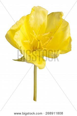 Stem With A Single Bright Yellow Flower Of Missouri Evening Primrose (oenothera Macrocarpa) Isolated