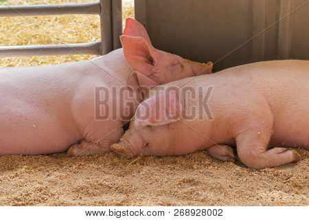 Two Young Pig Together Lying On The Sawdust. Double Little Pigs Look Funny. Piglets Asleep. Friendly