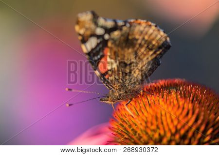 Monarch butterfly on Echinacea purpurea coneflower in macro