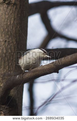 Eurasian Or Wood Nuthatch, Sitta Europaea, Close-up Portrait On Tree, Selective Focus, Shallow Dof