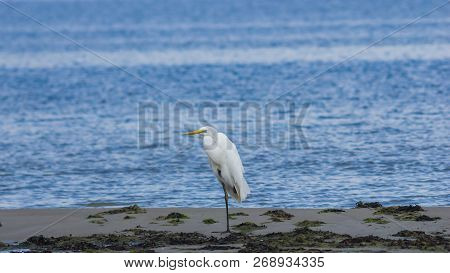 Great White Heron Or Great Egret, Ardea Alba, Close-up Portrait At Sea Shore With Bokeh Background, 