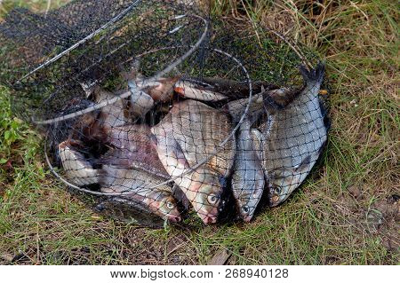Freshwater Bream Fish And Silver Bream In Landing Net With Fishery Catch In It..