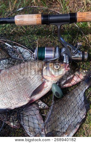 Close Up View Of Big Freshwater Common Bream Fish And Fishing Rod With Reel On Landing Net..