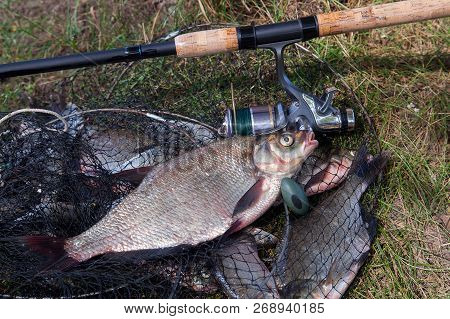 Big Freshwater Common Bream Fish And Fishing Rod With Reel On Landing Net.